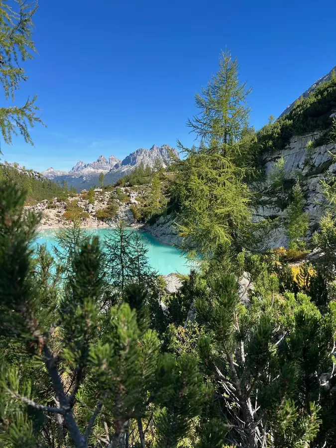 Turquoise lake seen through larch trees